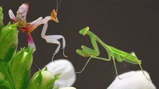 Praying Matis vs mantis  a territory dispute war [upl. by Moishe64]