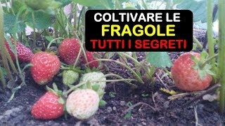 COLTIVARE LE FRAGOLE [upl. by Rainger]