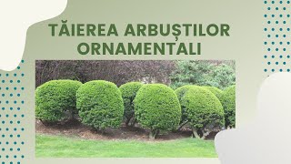 Taierea arbustilor ornamentali  Viata in gradina  SperantaTV [upl. by Eiralav986]