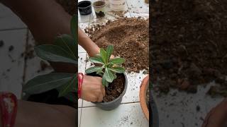 🌱Adenium seedling repotting 🪴homegarding 🏡🧑‍🌾🪴🥰ytshots 🌱viralshorts [upl. by Sihtnyc]