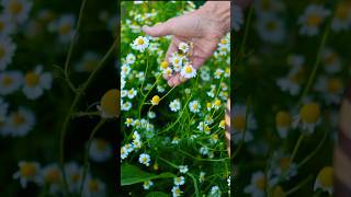 When amp How to Harvest Chamomile Flowers [upl. by Hassadah210]