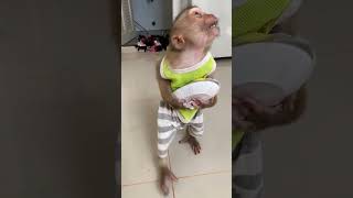 Aww Very smart baby Monkey monkey baby4 babyanimal baby3 cute babymonkey baby1 [upl. by Thomas]