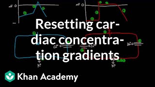 Resetting cardiac concentration gradients  Circulatory system physiology  NCLEXRN  Khan Academy [upl. by Wu]