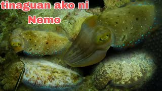 EP171 Dive 2 tinaguan ako ni Nemo night sperfishing philippines [upl. by Swayne57]