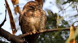 Owl Disambiguation  Delhi India [upl. by Snowman821]