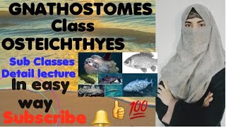 OSTEICHTHYES  Sub class Sarcopterygii Actnoipterygii Chondrosteans [upl. by Eciuqram]