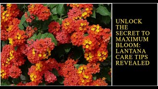 Unlock the secret to maximum blooms  Lantana care tips revealed [upl. by Mikes487]