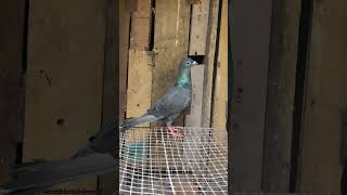 Karup🕊️❤‍🔥 kabootar pigeon shortsfeed birds viralvideo love [upl. by Myca383]