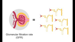 Estimating glomerular filtration rate GFR [upl. by Oap]