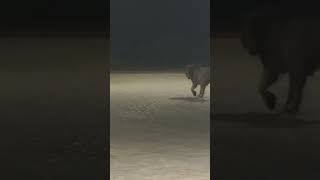 Gir Forest gir lion  sasan gir national park safari ll short shorts viralvideo video trending [upl. by Joab]