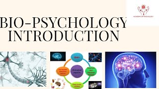 ALevel Psychology AQA Biopsychology  Localisation of Function in the Brain [upl. by Eicyak566]