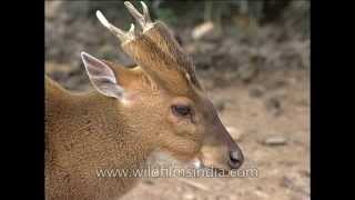 Indian muntjac or Barking Deer [upl. by Tolmach]