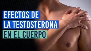 ¿Qué le ocurre a tu cuerpo al tomar testosterona [upl. by Gievlos]