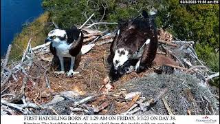 2023 03 032 Osprey Live Stream Moorings Park Naples [upl. by Yennej289]