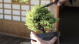 How to make a Bonsai tree from a starter kit [upl. by Valery]