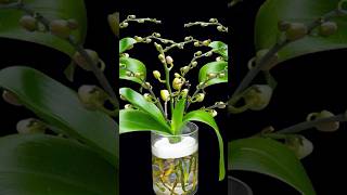 Pour a spoonful into water orchid roots will be healthy and magically bloom many flowers orchid [upl. by Claudina]