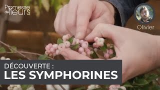 Découverte  les symphorines [upl. by Ennovehc]