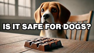 Can Dogs Eat Dog Chocolate Explained [upl. by Tertia295]