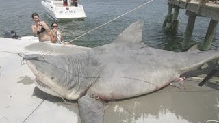 The 9 Biggest Sharks Ever Caught [upl. by Etnaik]