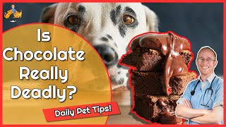 The Truth About Chocolate Poisoning in Dogs  Daily Pet Tips [upl. by Anreval835]