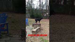 Rottweiler With Okay Obedience dogs animals [upl. by Gemina619]