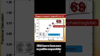 Hb amp Sigmoid curve biology stpm shorts [upl. by Anerac587]