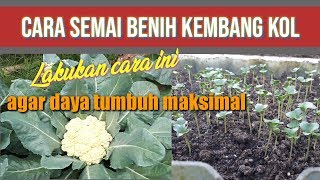 Cara Semai Benih Kembang Kol agar tumbuh maksimal [upl. by Gentry]