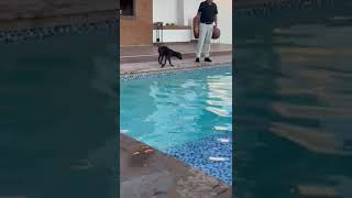 German Shorthair Pointers LOVE POOLS [upl. by Bratton]