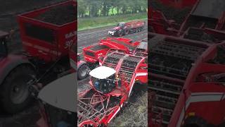 Grimme Ventor Potato Harvest  Case Optum 300  Case magnum 370 😎😎 tractor JasperAgriFotografie [upl. by Thacker]