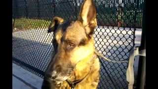 DOG EAR HEMATOMA AURAL GERMAN SHEPHERD SWOLLEN INFLAMED ENLARGED Take 2 [upl. by Norreht]