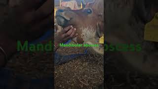 Mandibular abscesses edema swelling cow pain [upl. by Zennie981]