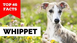 99 of Whippet Owners Dont Know This [upl. by Ttekcirc]