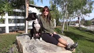 Stop Aggressive Dog BehaviorPit Bull Success storyDoggie Boot Camp [upl. by Aleron]