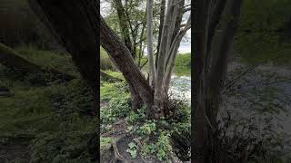 Grovelands Park Park and garden in London England park garden london lake nature viral [upl. by Lertsek510]