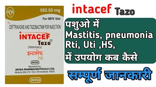 Intacef tazo inj uses in cattle in hindi [upl. by Anoy392]