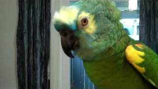 Parrot talks and gets sassy with grandma [upl. by Ahsinev]