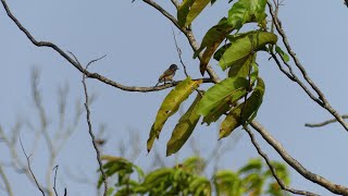 WhiteBarred Piculet Picumnus cirratus confusus female foraging and drumming French Guiana [upl. by Neeuq994]