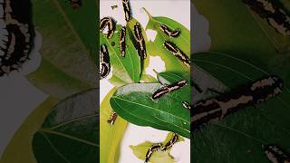 Caterpillars eating the leaf shorts timelapse TechArtTraveler [upl. by Jewelle619]