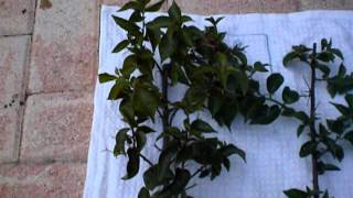 Propagating Bougainvillea Using Cuttings [upl. by Quigley]