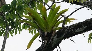 10 Amazing Facts About Epiphytes [upl. by Grider]