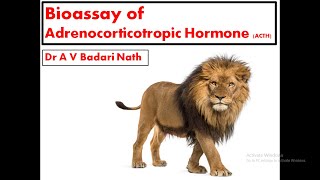 Bioassay of Adrenocorticotropic Hormone [upl. by Edwin]