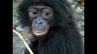 Waola Baby Bonobo [upl. by Craig]