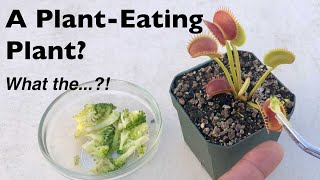 Feeding a Venus Flytrap Broccoli and Other PlantBased Foods [upl. by Ky191]