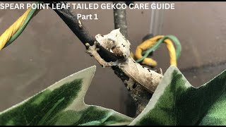 Spear Point Leaf Tailed Gecko care guide part1 uroplatus leaftailgecko geckos [upl. by Nillok]