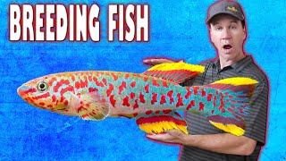 Easy Way to Breed Gardneri Killifish and Raise Killifish Fry [upl. by Eahsat581]