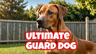 Meet the Rhodesian Ridgeback The Ultimate Guard Dog for Protection  rhodesian ridgeback guard dog [upl. by Arawaj]