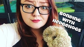 Hedgehog Care Bonding Tips amp Tricks [upl. by Catherina]