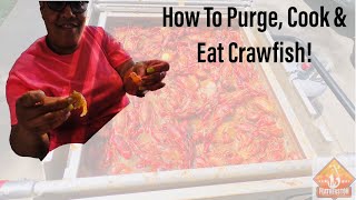 How To Purge Cook amp Eat Louisiana Crawfish [upl. by Weatherby]