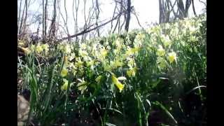 Randonnée PyrénéesCommingescolonies de jonquilles sauvages [upl. by Caine163]