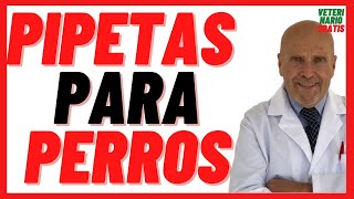 Mejores PIPETAS Antiparasitarias para PERROS con PULGAS Y GARRAPATAS 🔴 PRECIO [upl. by Trahurn]